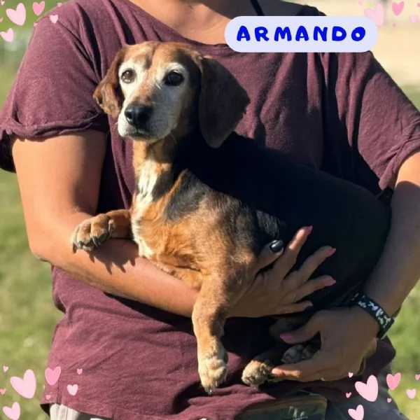 Armando bassotto dolce e gentile cerca adozione  8 anni