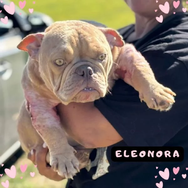 Eleonora AMERICAN BULLY POCKET 1 anno cerca casa