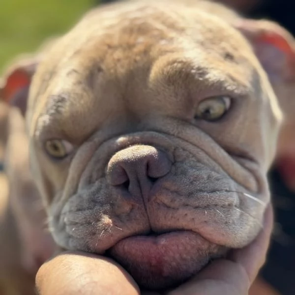 Eleonora AMERICAN BULLY POCKET 1 anno cerca casa | Foto 2