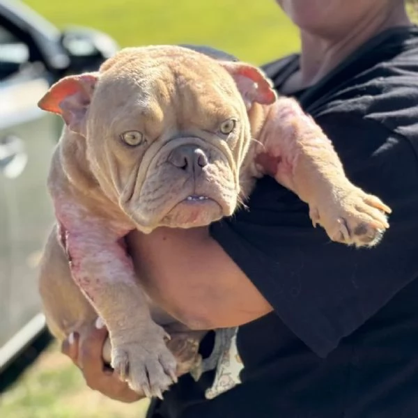 Eleonora AMERICAN BULLY POCKET 1 anno cerca casa | Foto 1