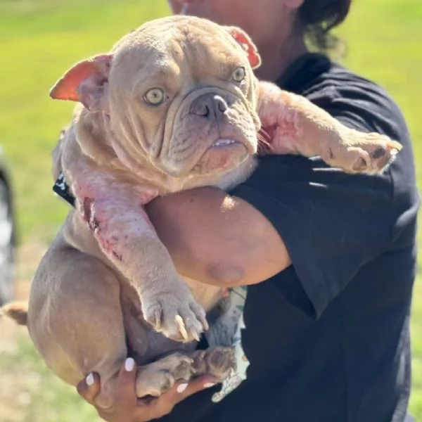 Eleonora AMERICAN BULLY POCKET 1 anno cerca casa | Foto 0