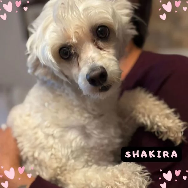Shakira dolcissima cagnolina chinese crested dog con pedigree cerca casa