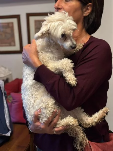 Shakira dolcissima cagnolina chinese crested dog con pedigree cerca casa | Foto 2