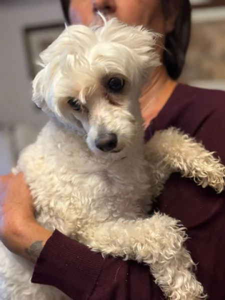 Shakira dolcissima cagnolina chinese crested dog con pedigree cerca casa | Foto 1