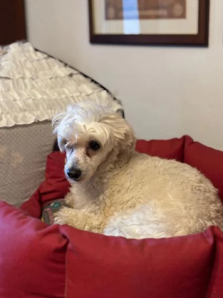 Shakira dolcissima cagnolina chinese crested dog con pedigree cerca casa | Foto 0