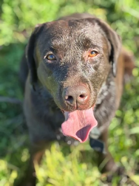 Zelda LABRADOR pura 4 anni cerca adozione | Foto 1