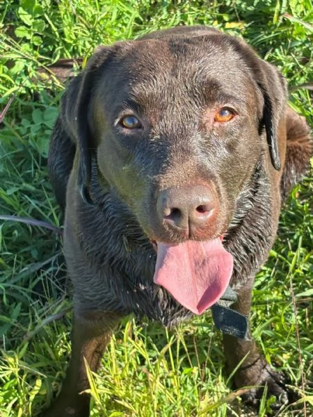 Zelda LABRADOR pura 4 anni cerca adozione