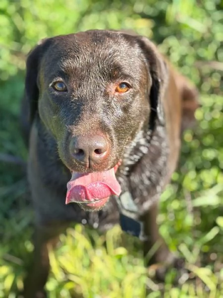 Zelda LABRADOR pura 4 anni cerca adozione | Foto 0