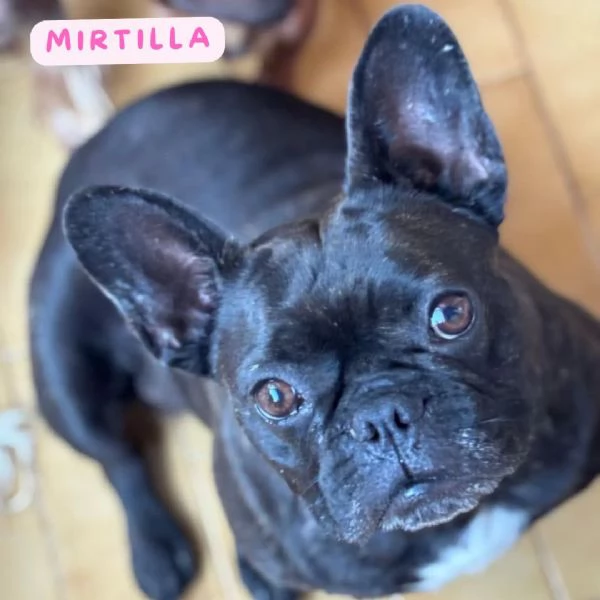 Mirtilla bulldog francese cerca adozione dolce e buona 4 anni | Foto 1