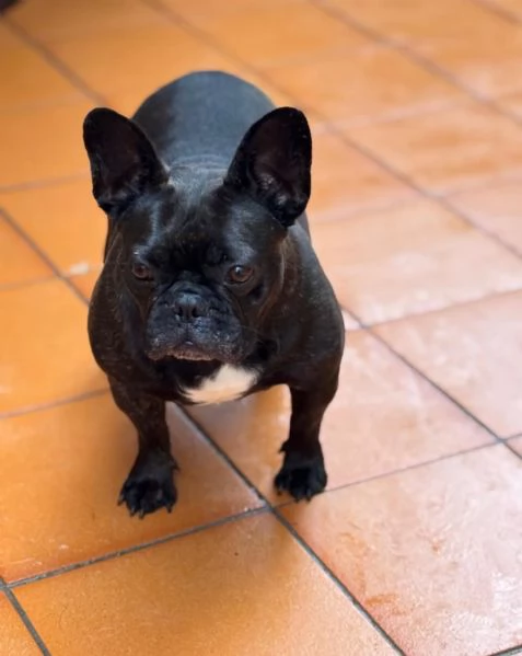 Mirtilla bulldog francese cerca adozione dolce e buona 4 anni | Foto 0