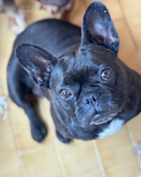Mirtilla bulldog francese cerca adozione dolce e buona 4 anni