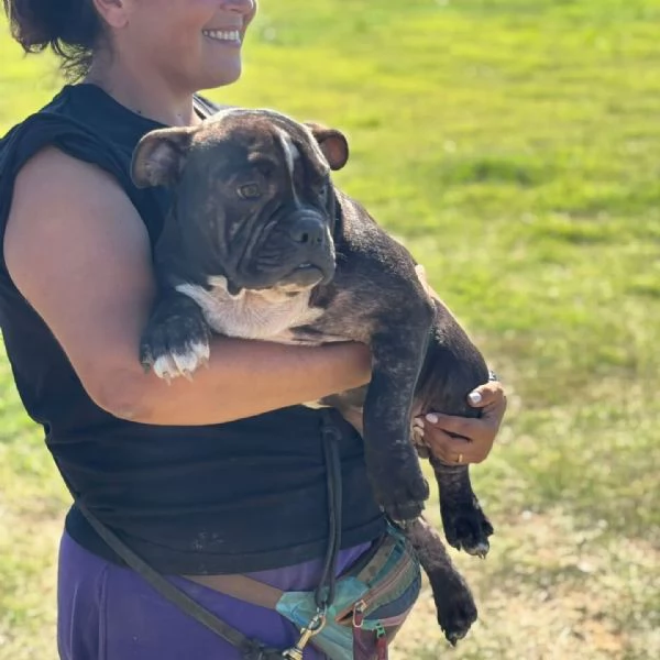 Francesco 6 mesi  american bully pocket cerca adozione | Foto 4