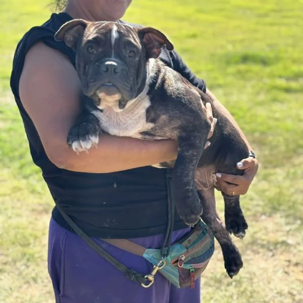 Francesco 6 mesi  american bully pocket cerca adozione | Foto 3