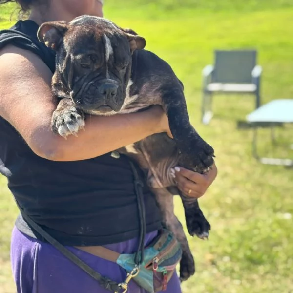 Francesco 6 mesi  american bully pocket cerca adozione | Foto 2