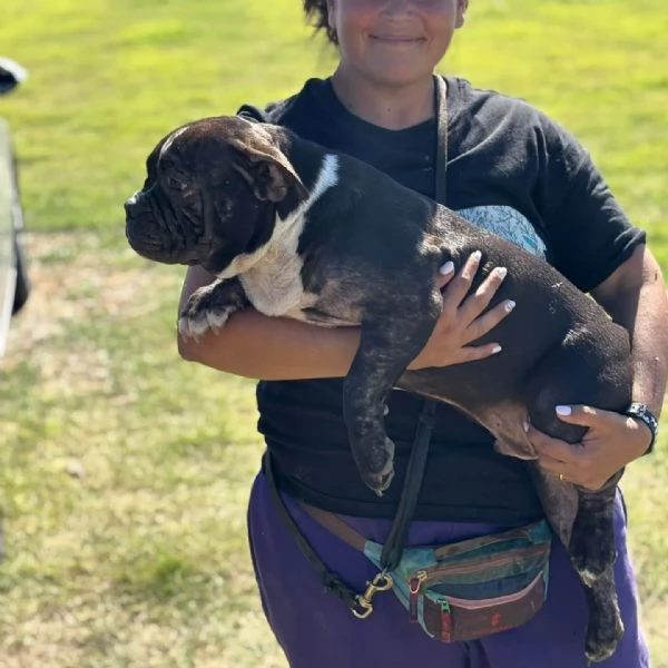 Francesco 6 mesi  american bully pocket cerca adozione | Foto 1