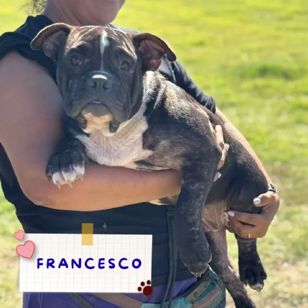 Francesco 6 mesi  american bully pocket cerca adozione