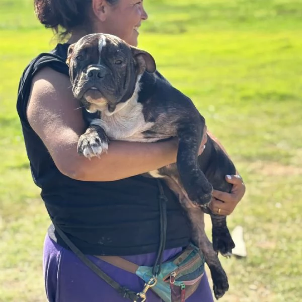 Francesco 6 mesi  american bully pocket cerca adozione | Foto 0