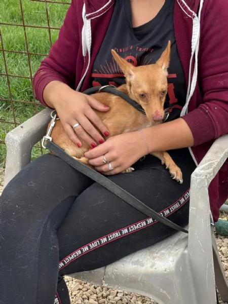 Melissa cagnolina dolce e timidina cerca adozione  1 anno taglia piccola | Foto 0