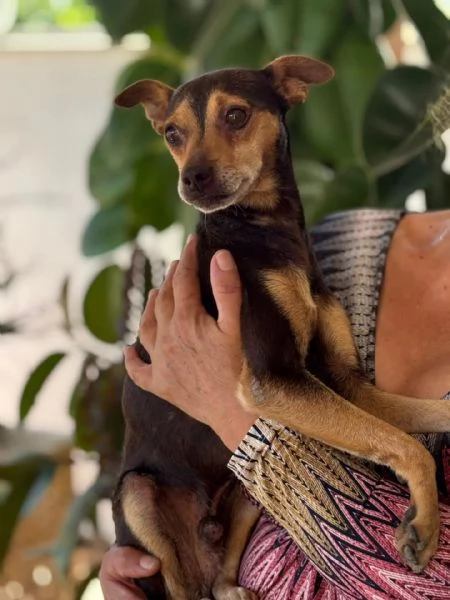 Pollicino simil pinscher cerca adozione  3 anni taglia mini 6 kg | Foto 2