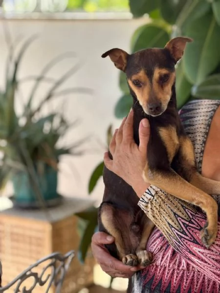 Pollicino simil pinscher cerca adozione  3 anni taglia mini 6 kg | Foto 1