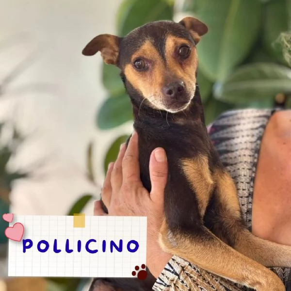 Pollicino simil pinscher cerca adozione  3 anni taglia mini 6 kg