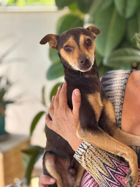 Pollicino simil pinscher cerca adozione  3 anni taglia mini 6 kg | Foto 0