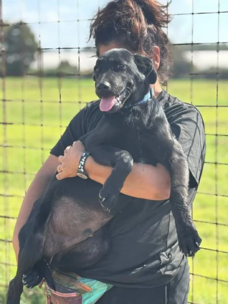 Alberto cucciolotto mix labrador 5 mesi cerca casa | Foto 2