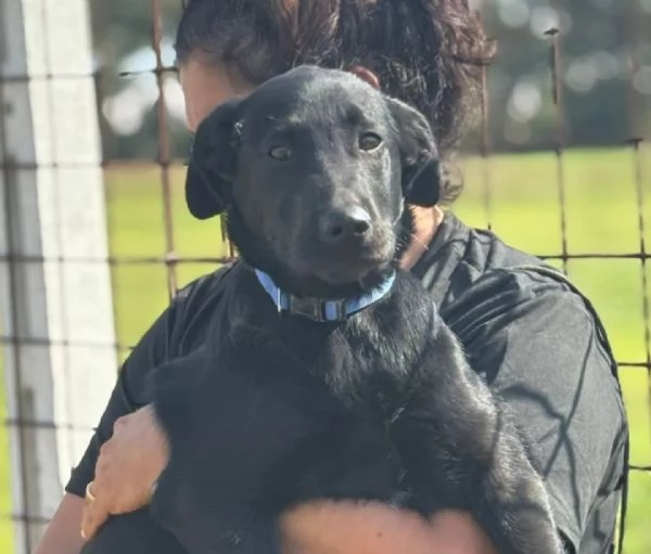 Alberto cucciolotto mix labrador 5 mesi cerca casa | Foto 1