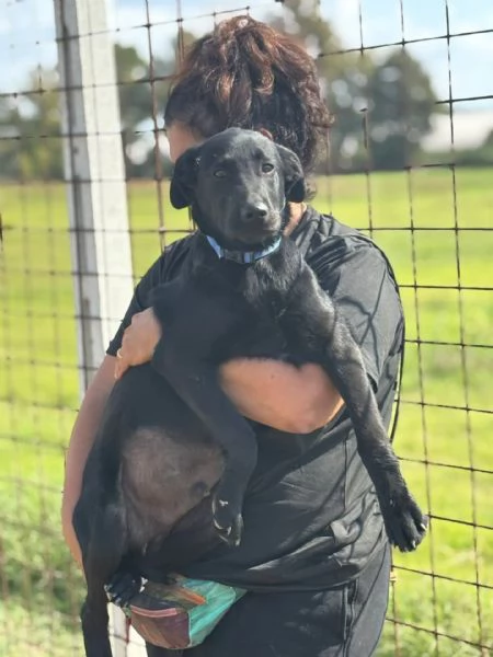 Alberto cucciolotto mix labrador 5 mesi cerca casa | Foto 0