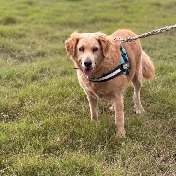 Filomena  incrocio labrador golden retriever cerca casa | Foto 1