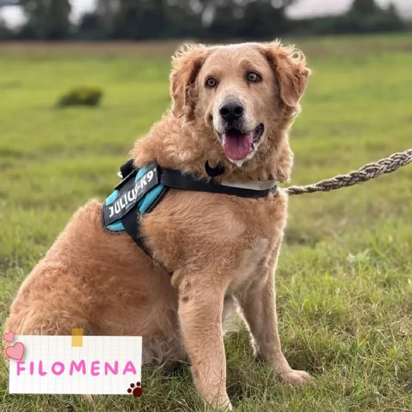 Filomena  incrocio labrador golden retriever cerca casa