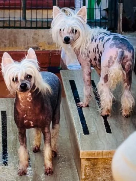 Minnie e Shila chinese crested dog con pedigree cercano adozione  | Foto 2