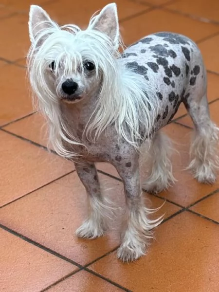 Minnie e Shila chinese crested dog con pedigree cercano adozione  | Foto 1