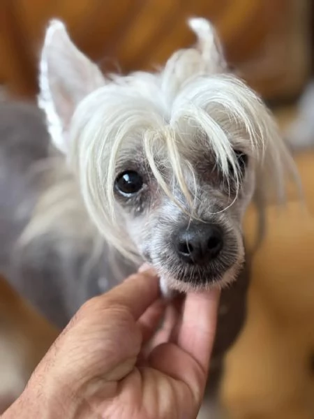 Minnie e Shila chinese crested dog con pedigree cercano adozione  | Foto 0