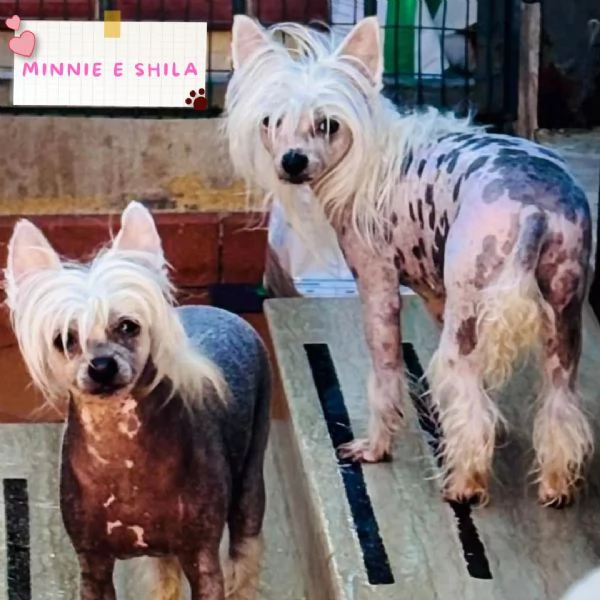 Minnie e Shila chinese crested dog con pedigree cercano adozione