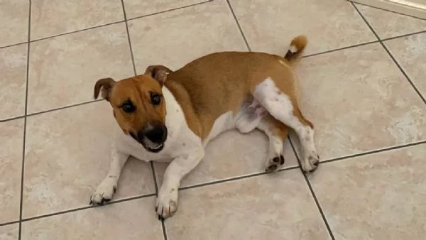 CODY simil jack russell 3 anni in adozione  Latina | Foto 1