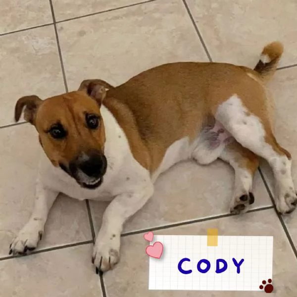 CODY simil jack russell 3 anni in adozione  Latina