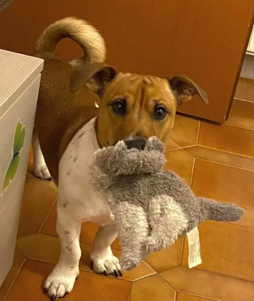 CODY simil jack russell 3 anni in adozione  Latina | Foto 0