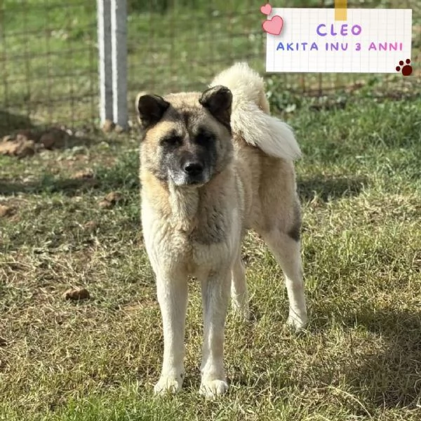 CLEO stupenda akita inu con pedigree in adozione a Latina | Foto 3