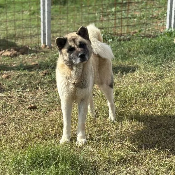 CLEO stupenda akita inu con pedigree in adozione a Latina | Foto 2