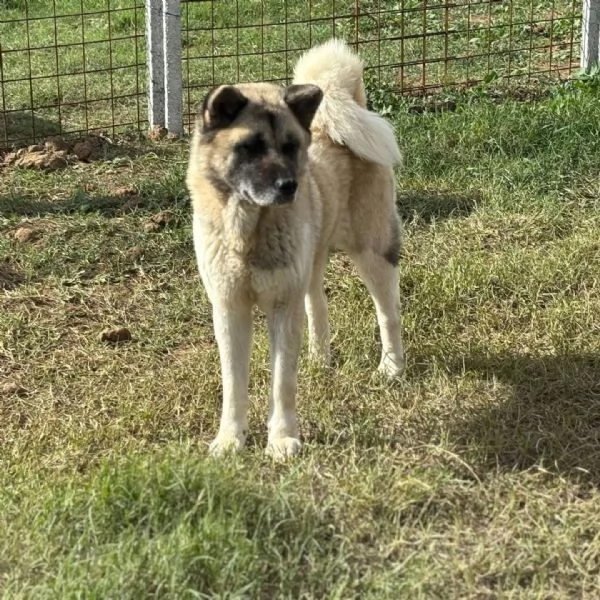 CLEO stupenda akita inu con pedigree in adozione a Latina | Foto 1