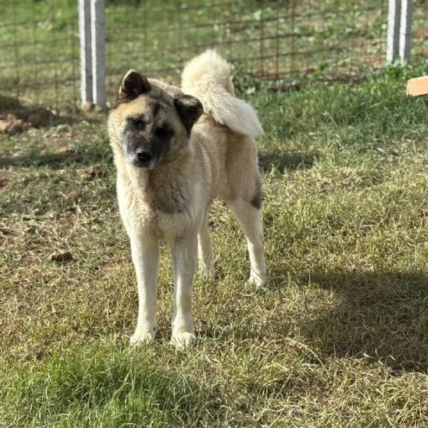 CLEO stupenda akita inu con pedigree in adozione a Latina | Foto 0