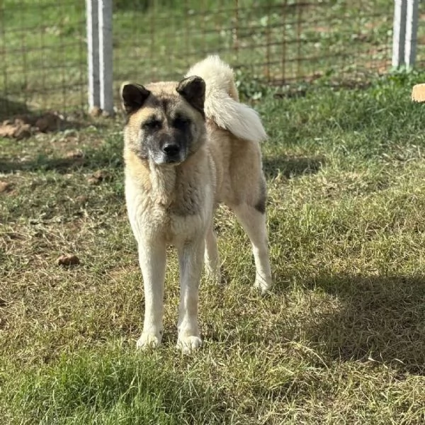 CLEO stupenda akita inu con pedigree in adozione a Latina