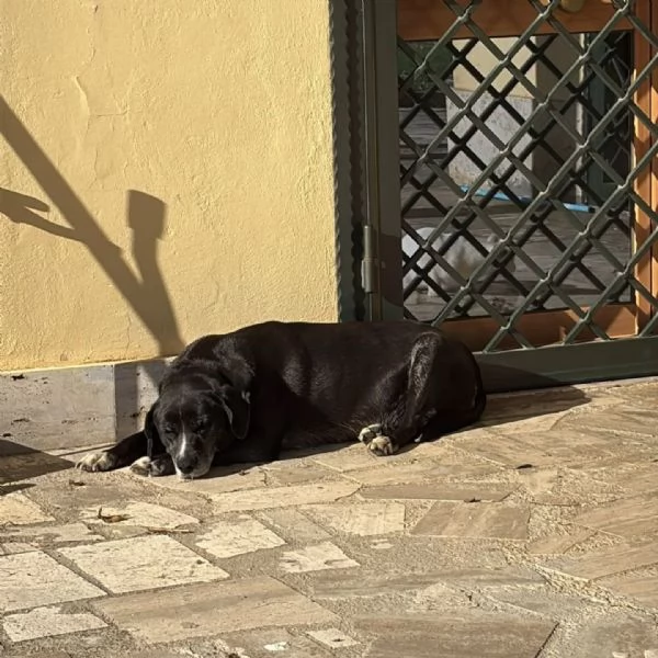 OMBRA dolce e tranquilla mix labrador in adozione a Latina | Foto 3