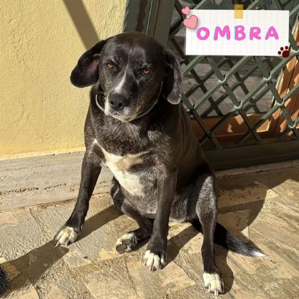 OMBRA dolce e tranquilla mix labrador in adozione a Latina