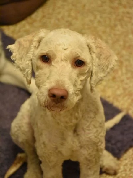 TONY stupendo lagotto romagnolo in adozione a Latina | Foto 3