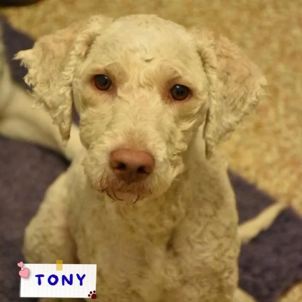 TONY stupendo lagotto romagnolo in adozione a Latina
