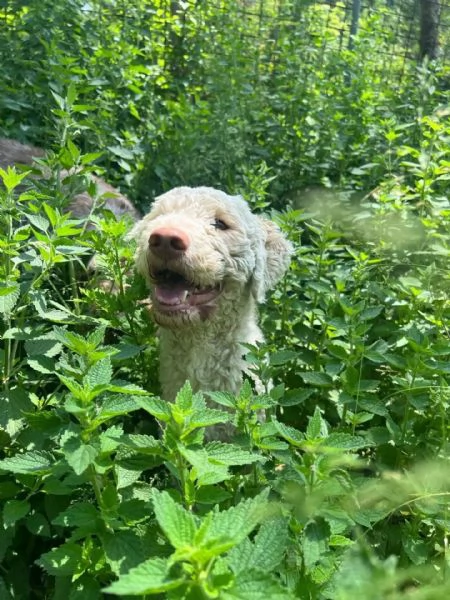 TONY stupendo lagotto romagnolo in adozione a Latina | Foto 1
