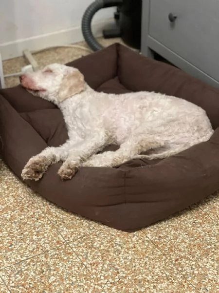TONY stupendo lagotto romagnolo in adozione a Latina | Foto 0