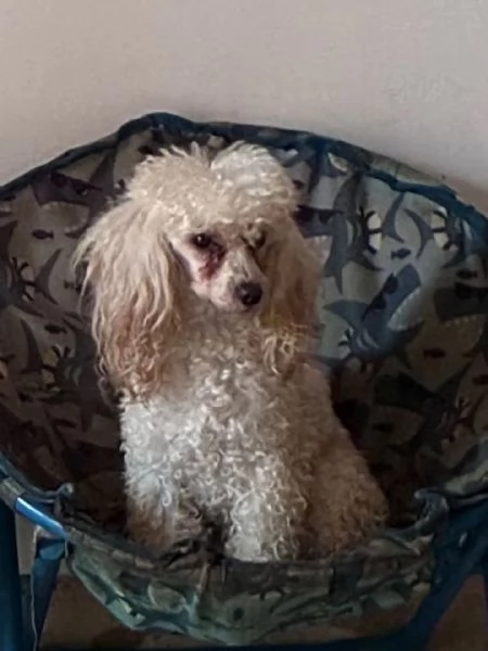 MINA barboncino toy in adozione  | Foto 1